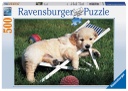 Puzzle 500 piezas -Golden Retriever- Ravensburger