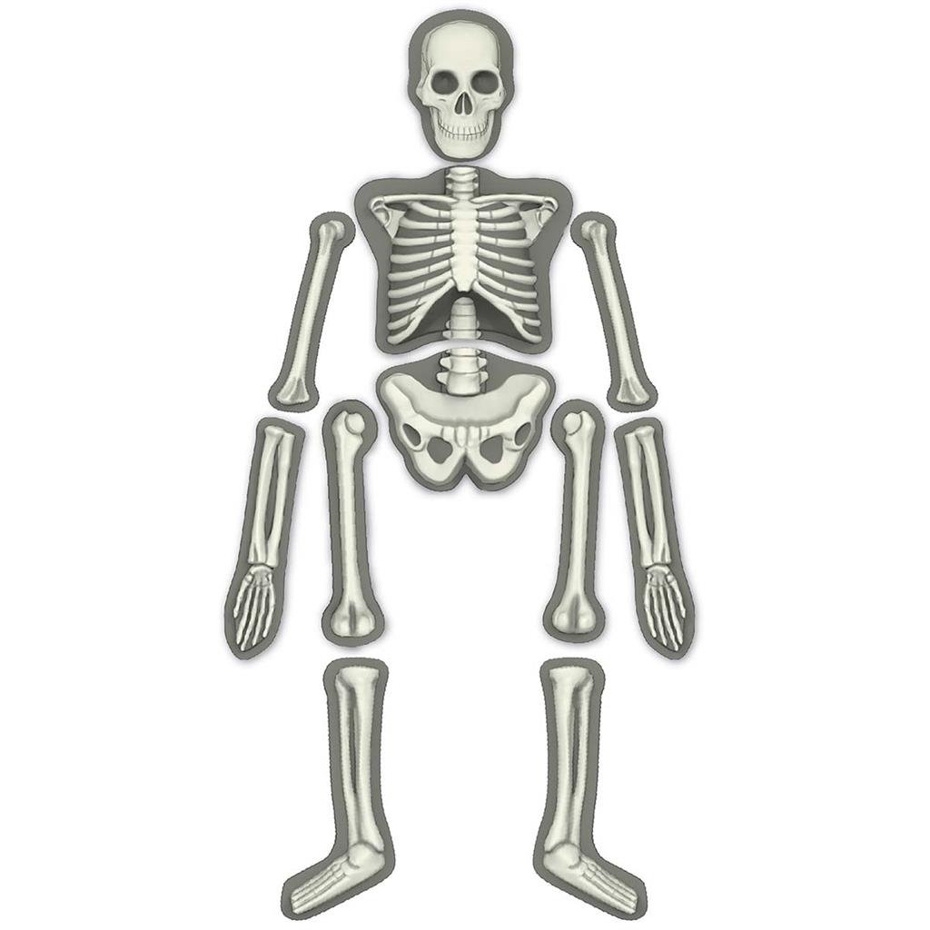 Kidzlabs -Esqueleto Humano Brillante- 4M