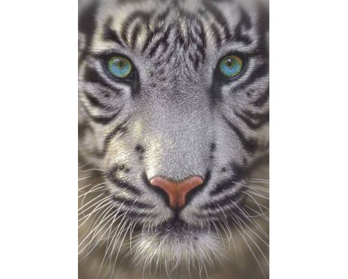 Puzzle 500 piezas -Tigre Blanco- Educa