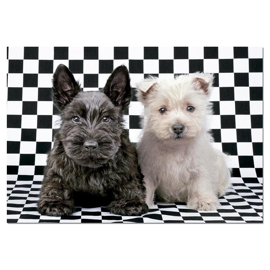 Puzzle 500 piezas -Terriers Blanco y Negro- Educa