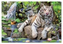 Puzzle 1000 piezas -Tigres Blancos de Bengala- Educa