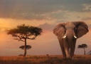 Puzzle 1000 piezas -Elefante de los Masai Mara- Ravensburger