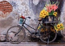 Puzzle 500 piezas -Bicicleta con Flores- Educa