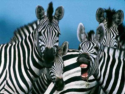 Puzzle 1000 piezas -National Geographic: Cebras- Ravensburger