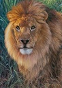 Puzzle 1500 piezas -El Rey de lo Animales- Ravensburger