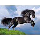 Puzzle 500 piezas -Caballo Negro- Clementoni