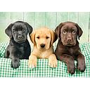 Puzzle 1000 piezas -Los Tres Labradores- Clementoni