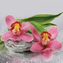 Servilleta 33 x 33 cm. -Orquideas Rosas-