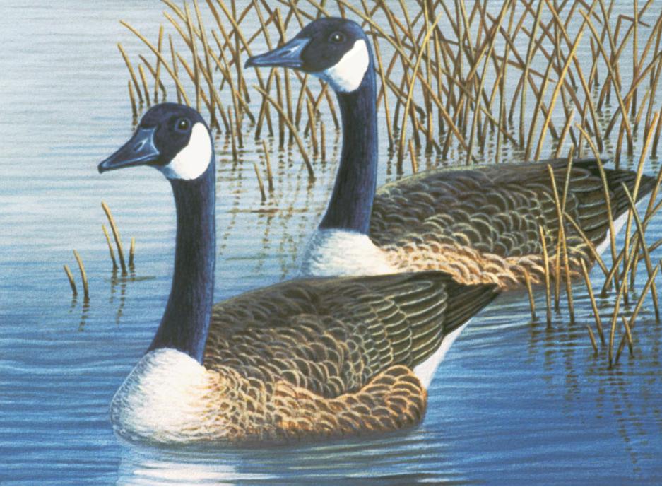 Pintar Por Números 32,4 x 40 cm. -Patos- Royal & Langnickel