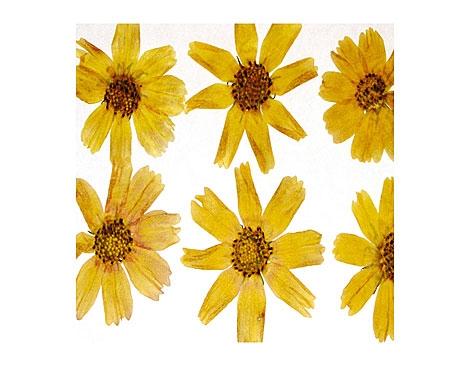 Conjunto Flor Seca -Cosmos Amarillo-