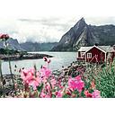 Puzzle 1000 piezas -Lofoten, Noruega- Ravensburger