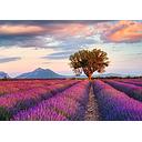 Puzzle 1000 piezas -Campos de Lavanda- Ravensburger