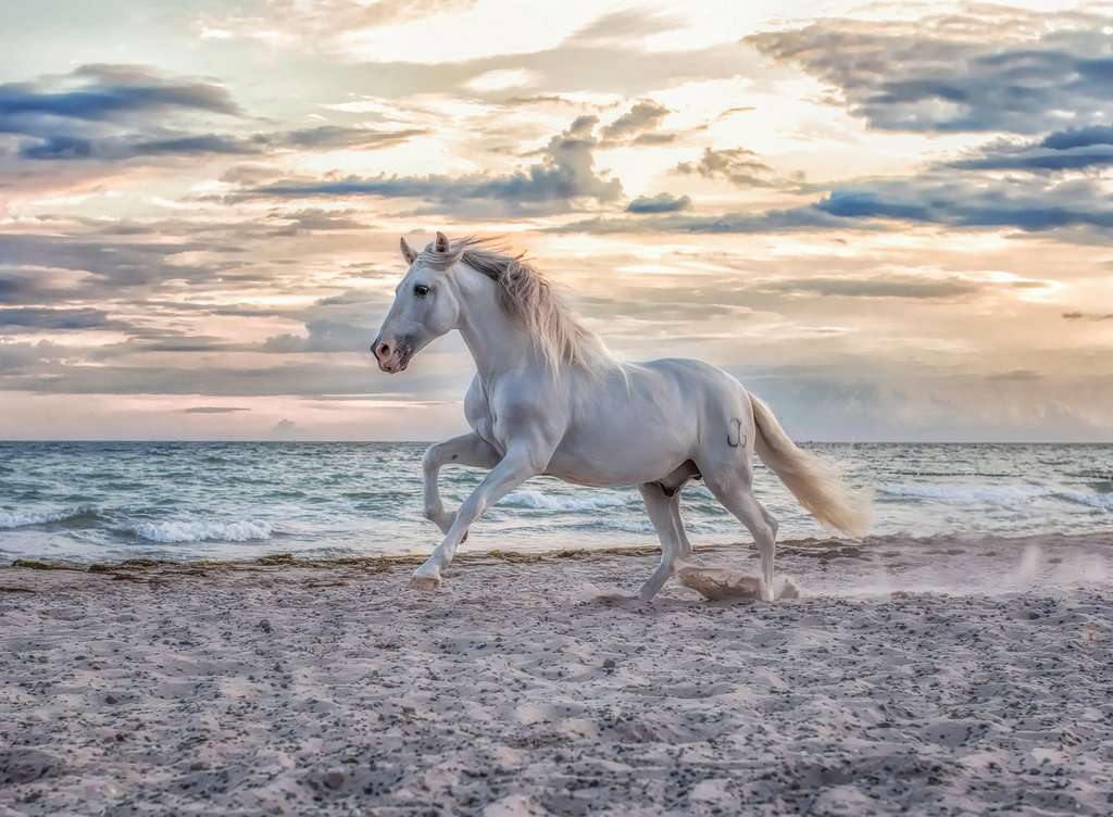 Puzzle 500 piezas -Caballo en la Playa- Ravensburger