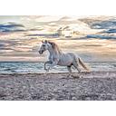 Puzzle 500 piezas -Caballo en la Playa- Ravensburger