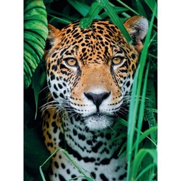 [35127.5] Puzzle 500 piezas -El Jaguar en la Jungla- Clementoni
