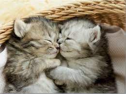 [19004] Puzzle 500 piezas -Dulces Gatitos- Educa