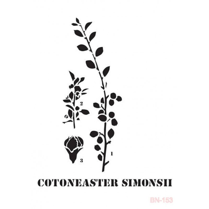 [BN153] Plantilla Stencil 25 x 36 cm. -Cotoneaster- Cadence